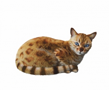 Modern Animal Cat-ID:365705978