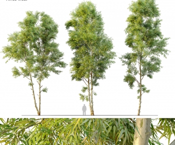Modern Tree-ID:462827927