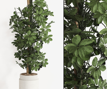 Modern Ground Green Plant Potted Plants-ID:562117101