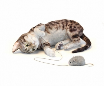 Modern Animal Cat-ID:650811915