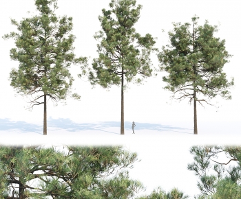 Modern Tree-ID:882941962