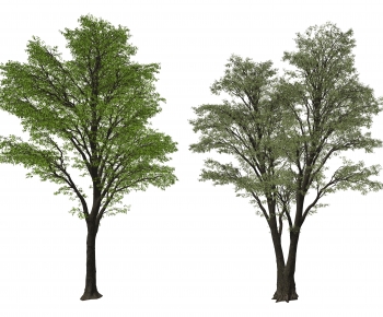 Modern Tree-ID:265077112