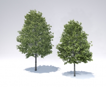 Modern Tree-ID:266926054