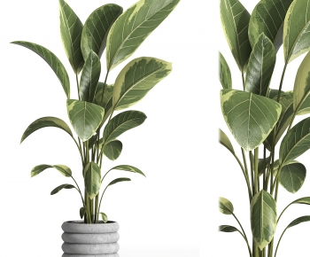Modern Ground Green Plant Potted Plants-ID:805826905