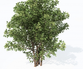 Modern Tree-ID:660529126