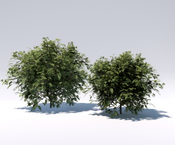 Modern Shrubbery-ID:416402108