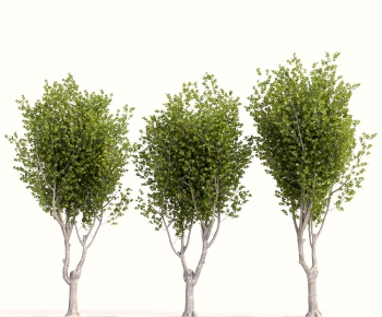 Modern Tree-ID:487025981