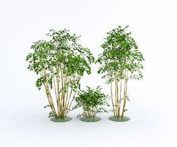 Modern Bamboo-ID:777817018