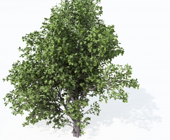 Modern Tree-ID:508877998