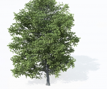 Modern Tree-ID:934146888