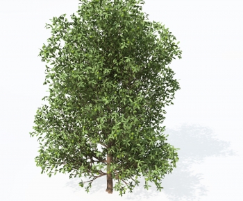 Modern Tree-ID:612597942