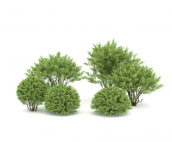 Modern Shrubbery-ID:970907931