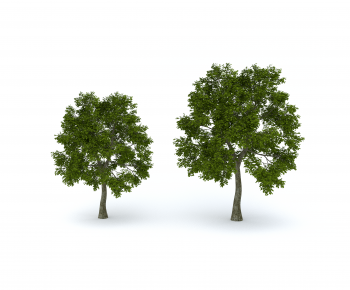 Modern Tree-ID:826311145