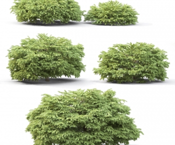 Modern Shrubbery-ID:915201907