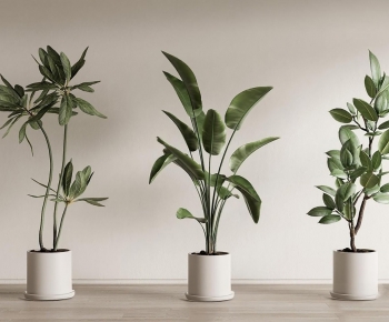 Modern Ground Green Plant Potted Plants-ID:246761086