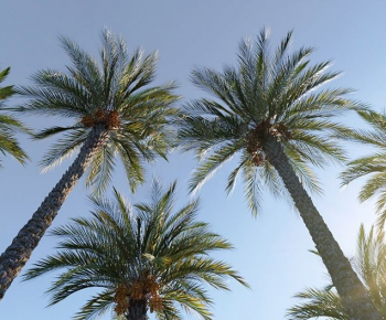 Modern Tree-ID:378591069