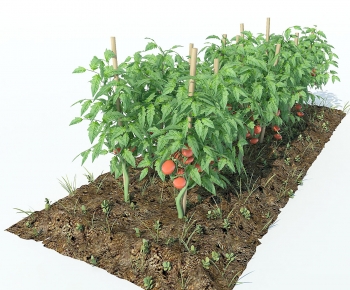 Modern Crop-ID:889878037