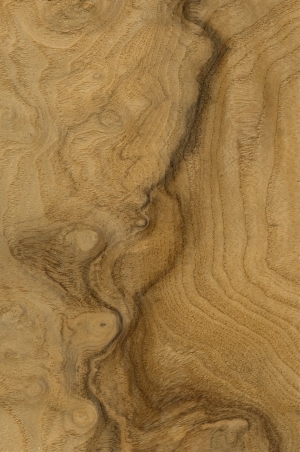 ModernWood Texture