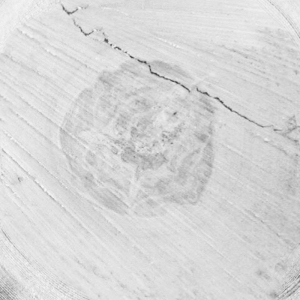 ModernOld Wood Texture