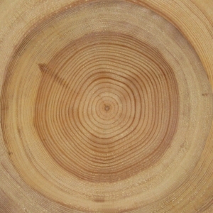 ModernOld Wood Texture