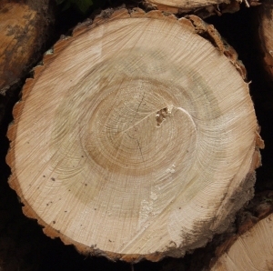 ModernOld Wood Texture