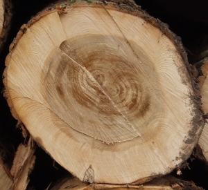 ModernOld Wood Texture