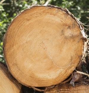 ModernOld Wood Texture