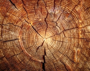 ModernOld Wood Texture