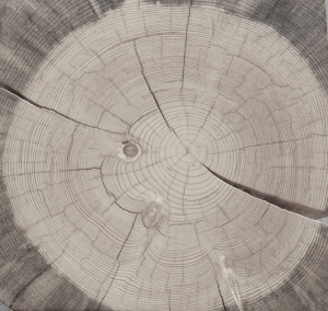 ModernOld Wood Texture