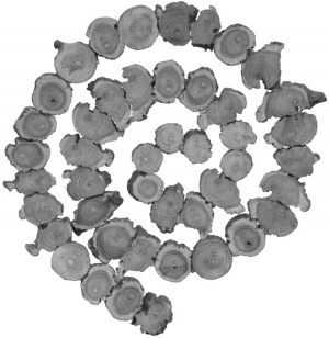 ModernOld Wood Texture