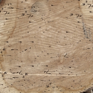 ModernOld Wood Texture