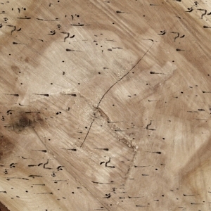 ModernOld Wood Texture