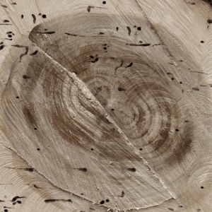 ModernOld Wood Texture