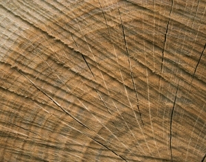 ModernOld Wood Texture