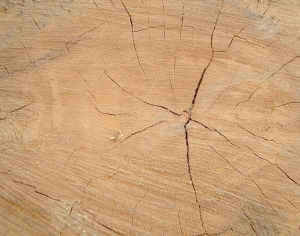 ModernOld Wood Texture