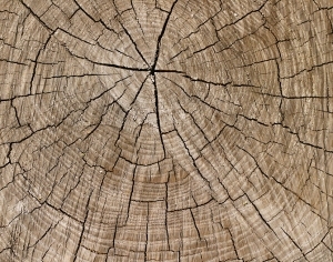 ModernOld Wood Texture