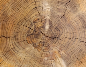 ModernOld Wood Texture