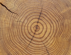 ModernOld Wood Texture