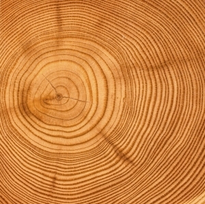 ModernOld Wood Texture