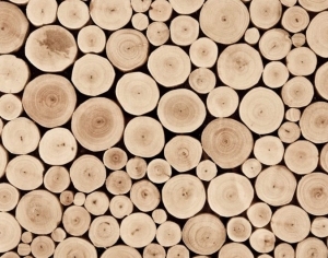 ModernOld Wood Texture