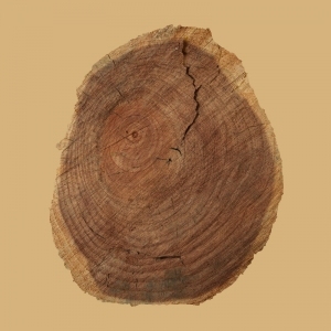 ModernOld Wood Texture