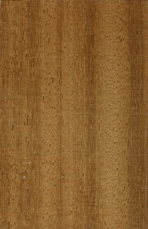 ModernWood Texture