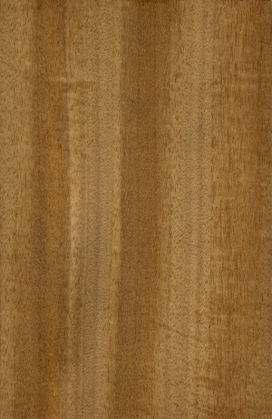 ModernWood Texture