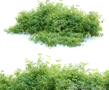 Modern Shrubbery-ID:800046923