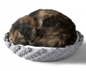 Modern Animal Cat-ID:524553068