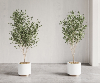 Modern Ground Green Plant Potted Plants-ID:503819053