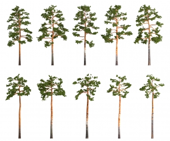 Modern Tree-ID:386291037