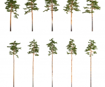 Modern Tree-ID:695700887