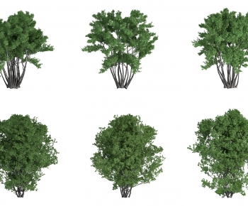 Modern Tree-ID:160285953