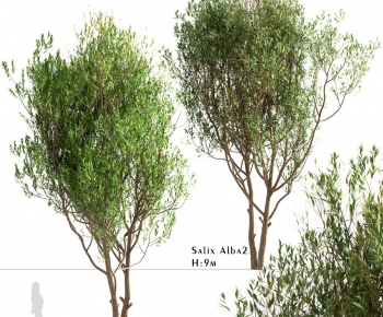 Modern Tree-ID:550692082